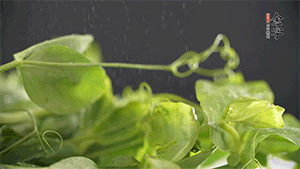 豌豆尖洗凈，切斷備用。